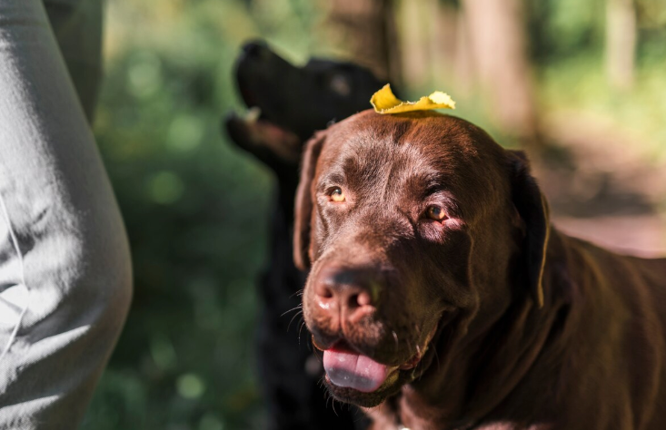 Dogs Adoption - Pawrpose